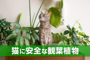 猫に危険な花と観葉植物 モアクリ